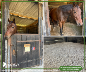 De la paille aux granulés de bois pour la litière de votre cheval - Protéger la santé de vos chevaux grâce à une litière en granulés de bois sans poussière et sans odeur 