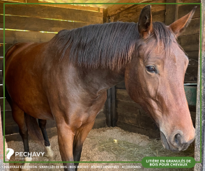 Et si la meilleure litière pour vos chevaux venait du granulé de bois ? ?