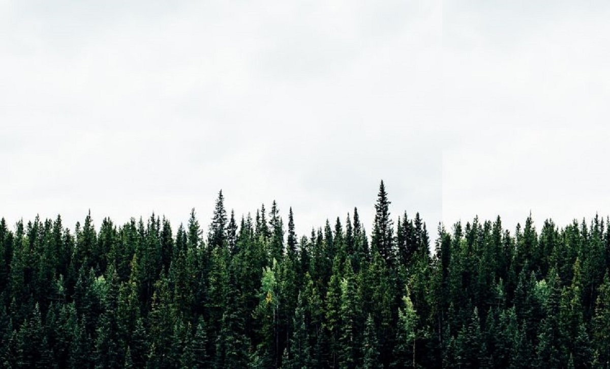 Les arbres de l’hémisphère nord absorbent de plus en plus de C02 grâce à la reforestation