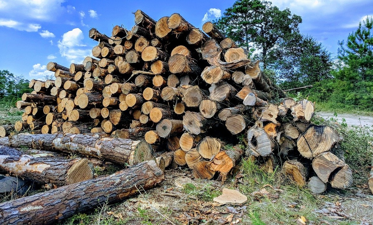 Pourquoi faut-il couper du bois?